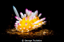 Nudie on the spot by George Touliatos 